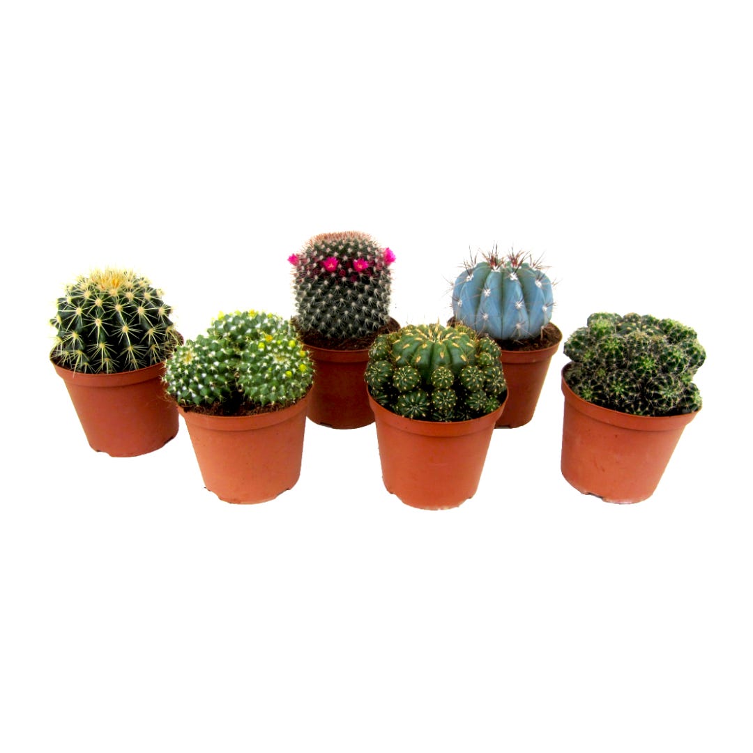 Cactus Piante grasse in ceramica finte da interno artificiale