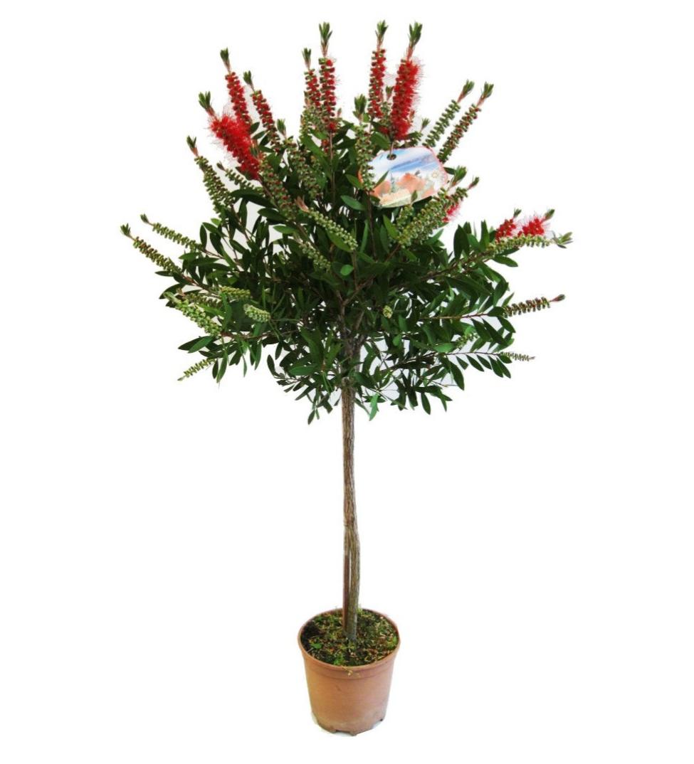 Spazzolino in Bamboo Classico - Medio di Hydrophil