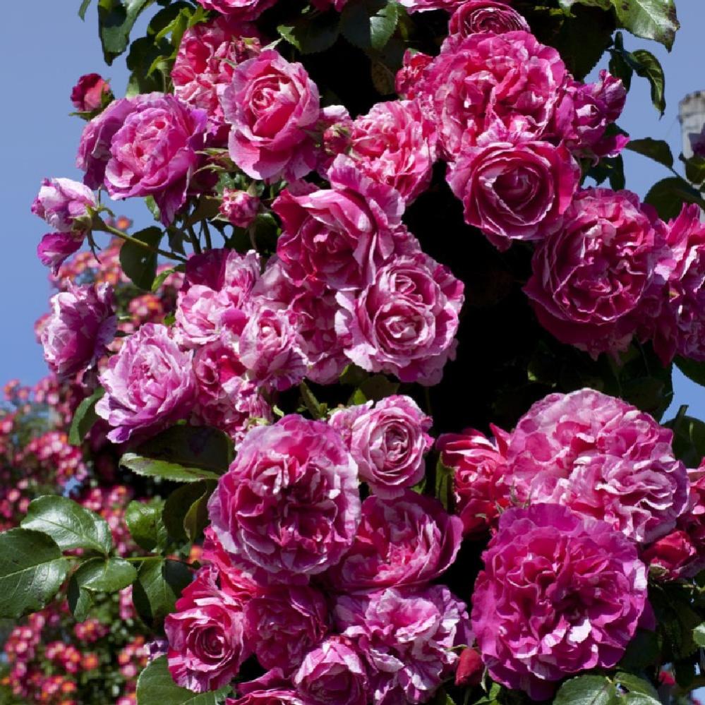 Pianta ROSA BREVETTATA INES SASTRE® RAMPICANTE bianca rosa MEILLAND ...