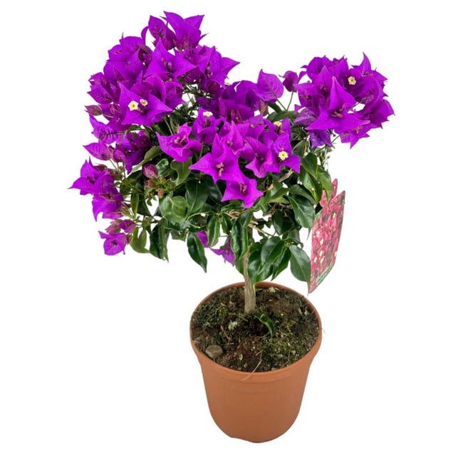 Albero Finto Bouganvillea Rosa Viola – Pianta Artificiale Alta 1,8 Mt, Decorazione Per Interni E Giardino