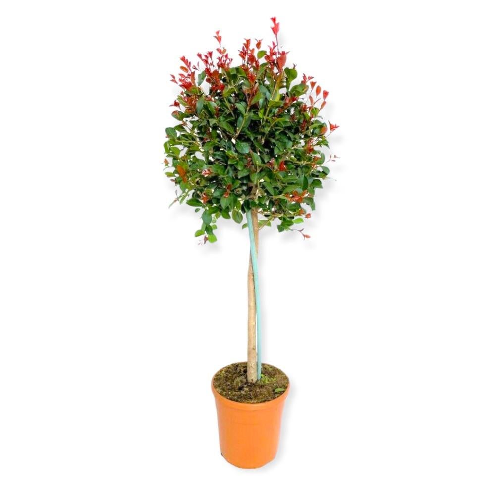 Gelso nano molto produttivo - Morus rotundiloba 'Mojo Berry' – Secret Garden Plant Shop