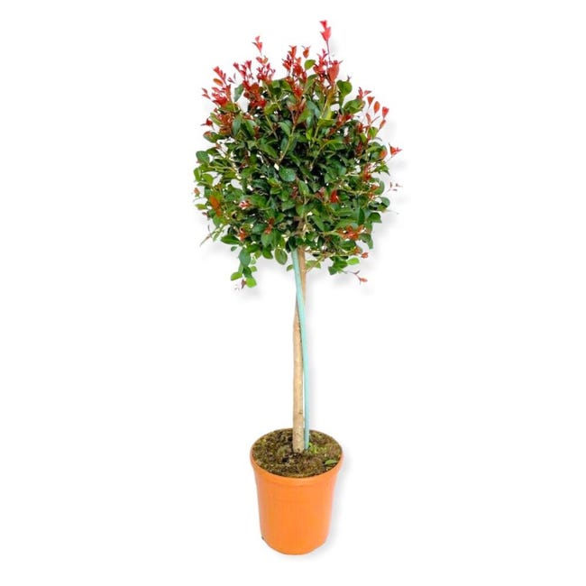 Gelso nano molto produttivo - Morus rotundiloba 'Mojo Berry' – Secret Garden Plant Shop Gelso nano molto produttivo - Morus rotundiloba 'Mojo Berry' – Secret Garden Plant Shop