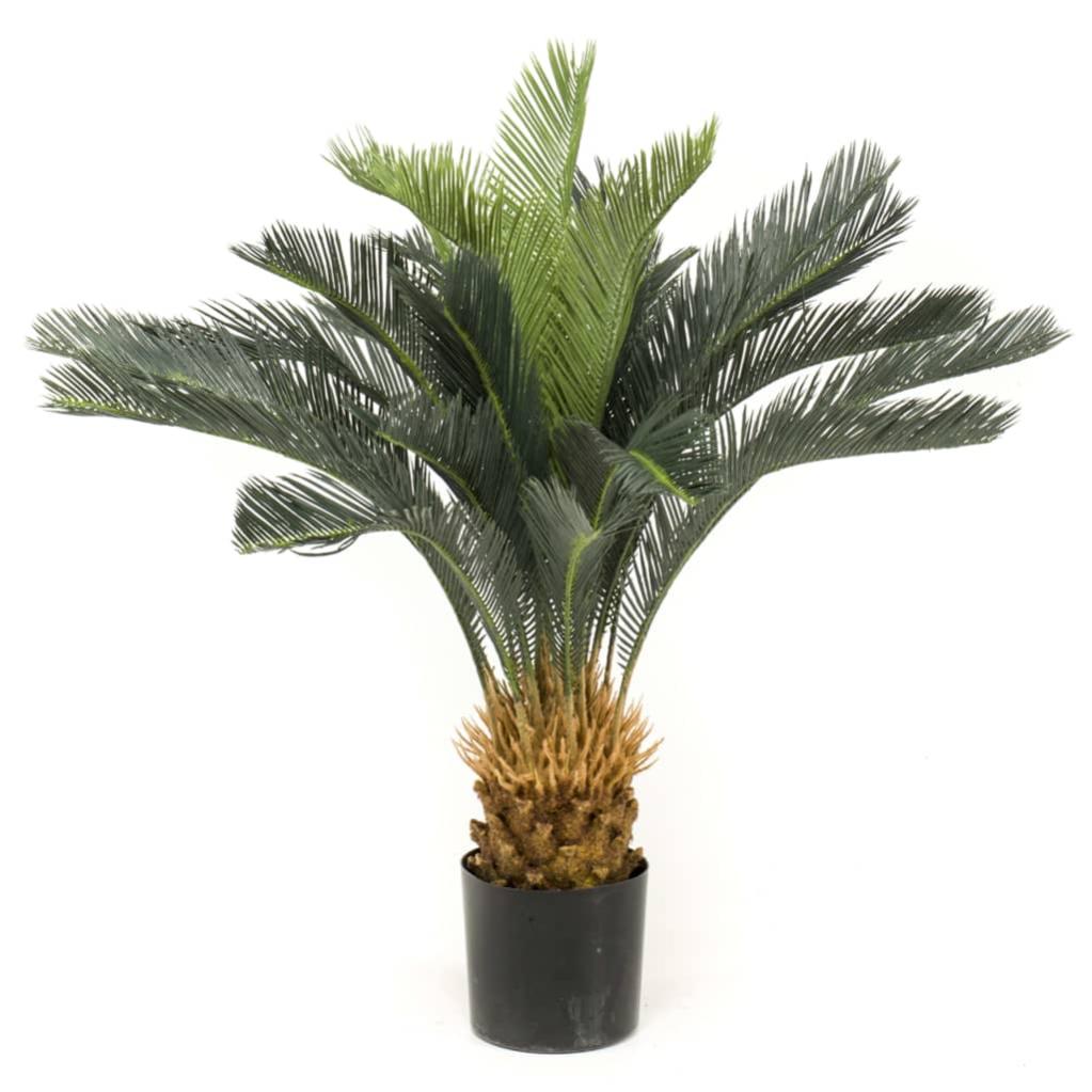 Palma Cycas Altezza Ca. 600 Mm In Vaso Di Plastica Con Terra - Foto 7