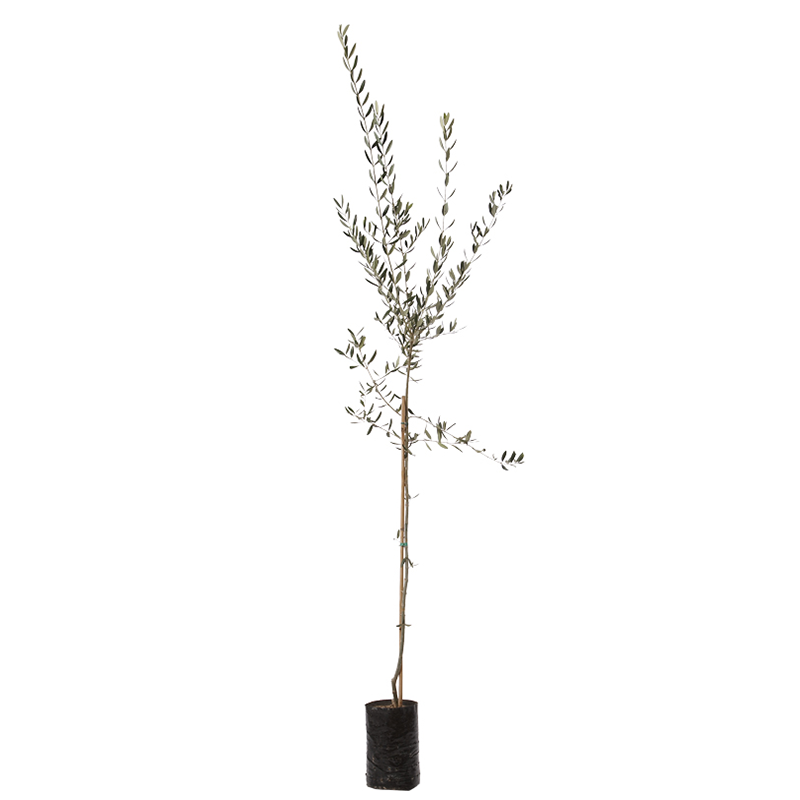 Pianta Albero di OLIVO da olio MORESCA oliva ulivo H100/130 CM