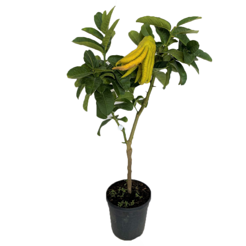 CITRUS MEDICA Var. SARCODACTYLUS (CEDRO MANO DI BUDDA - Foto 11