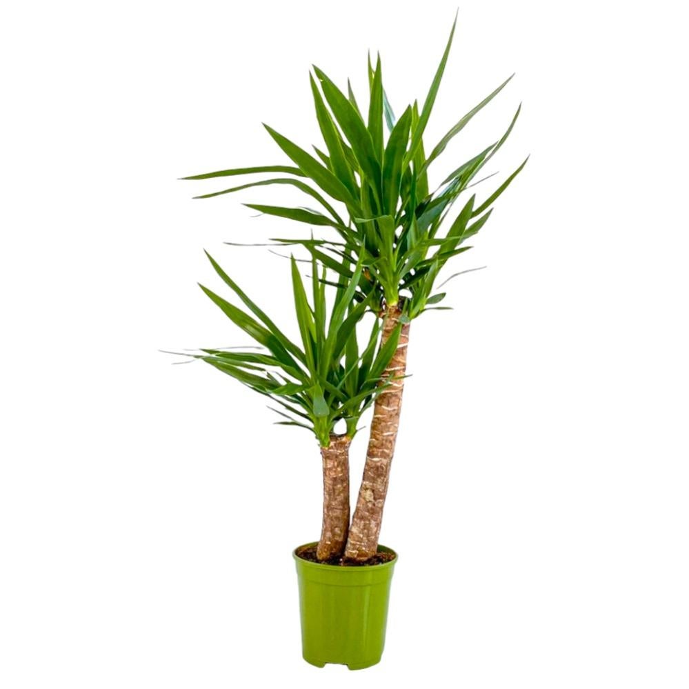 Aveyas Palma artificiale da 1,5 m per decorazione domestica, 1,5 m, in finta seta, pianta tropicale Kentia Areca con vaso, per interni ed esterni, casa, soggiorno, ufficio, portico, giardino (1,5 m di