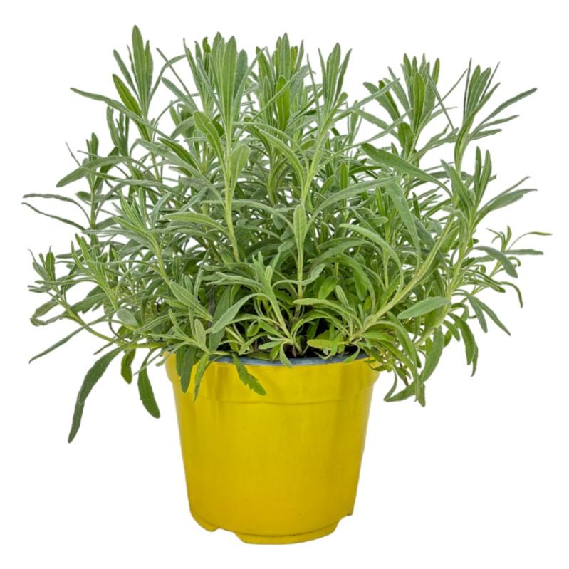 VASO DA FIORI di argilla viola pianta succulenta decorazione giardino bonsai casa EUR 14,24
