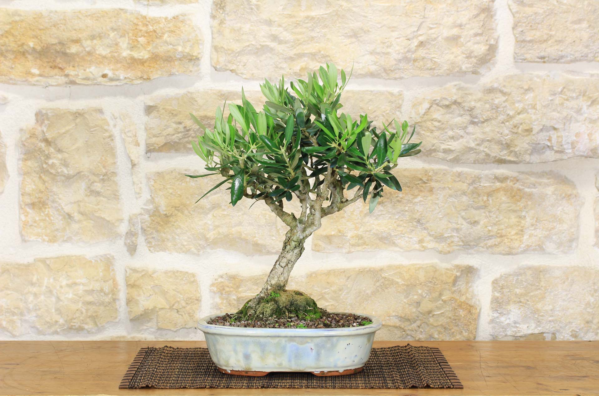 Bonsai da interno e bonsai da esterno - Idee Green