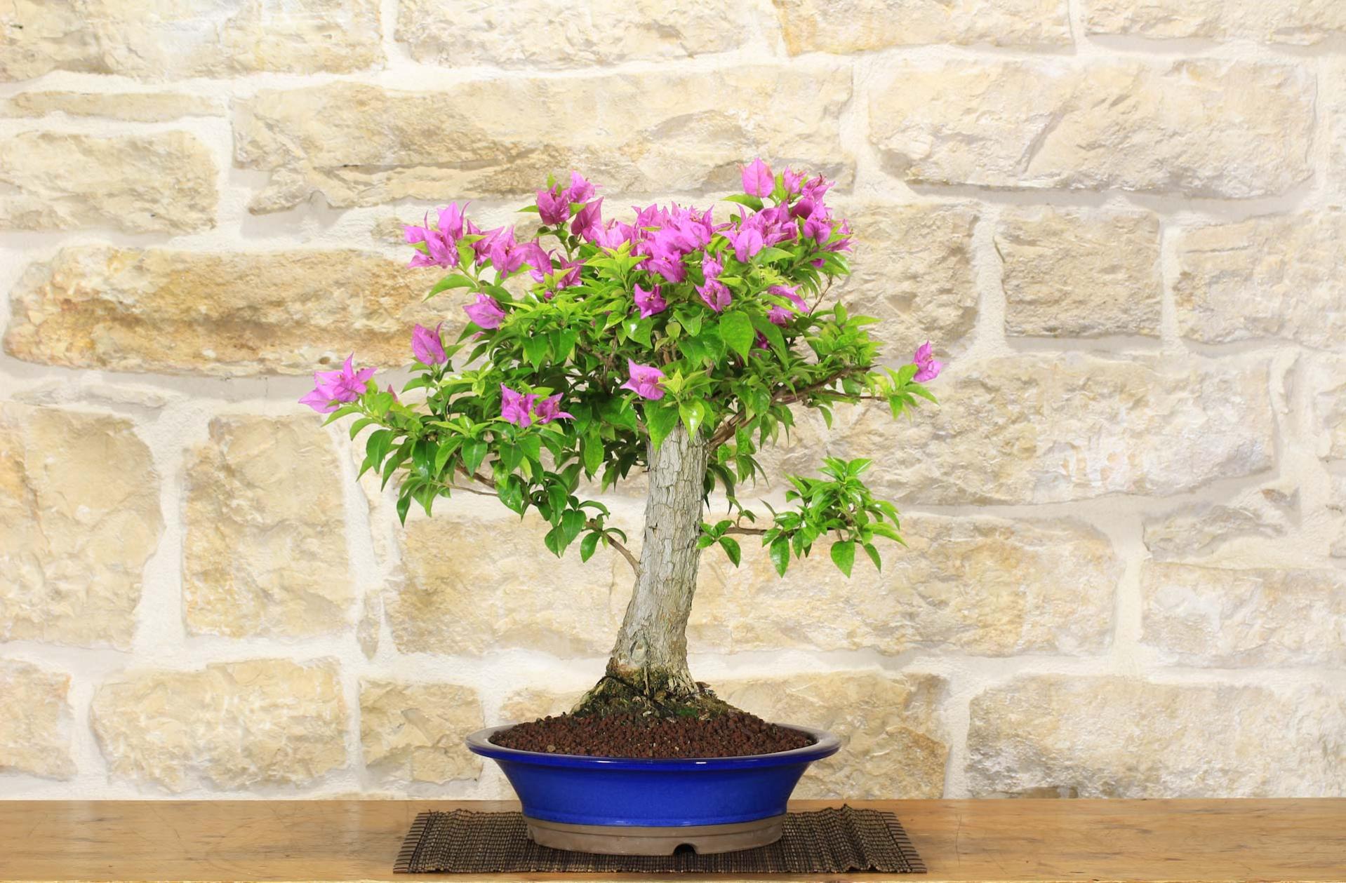 Bonsai di Bougainvillea Sanderiana (100) Leroy Merlin