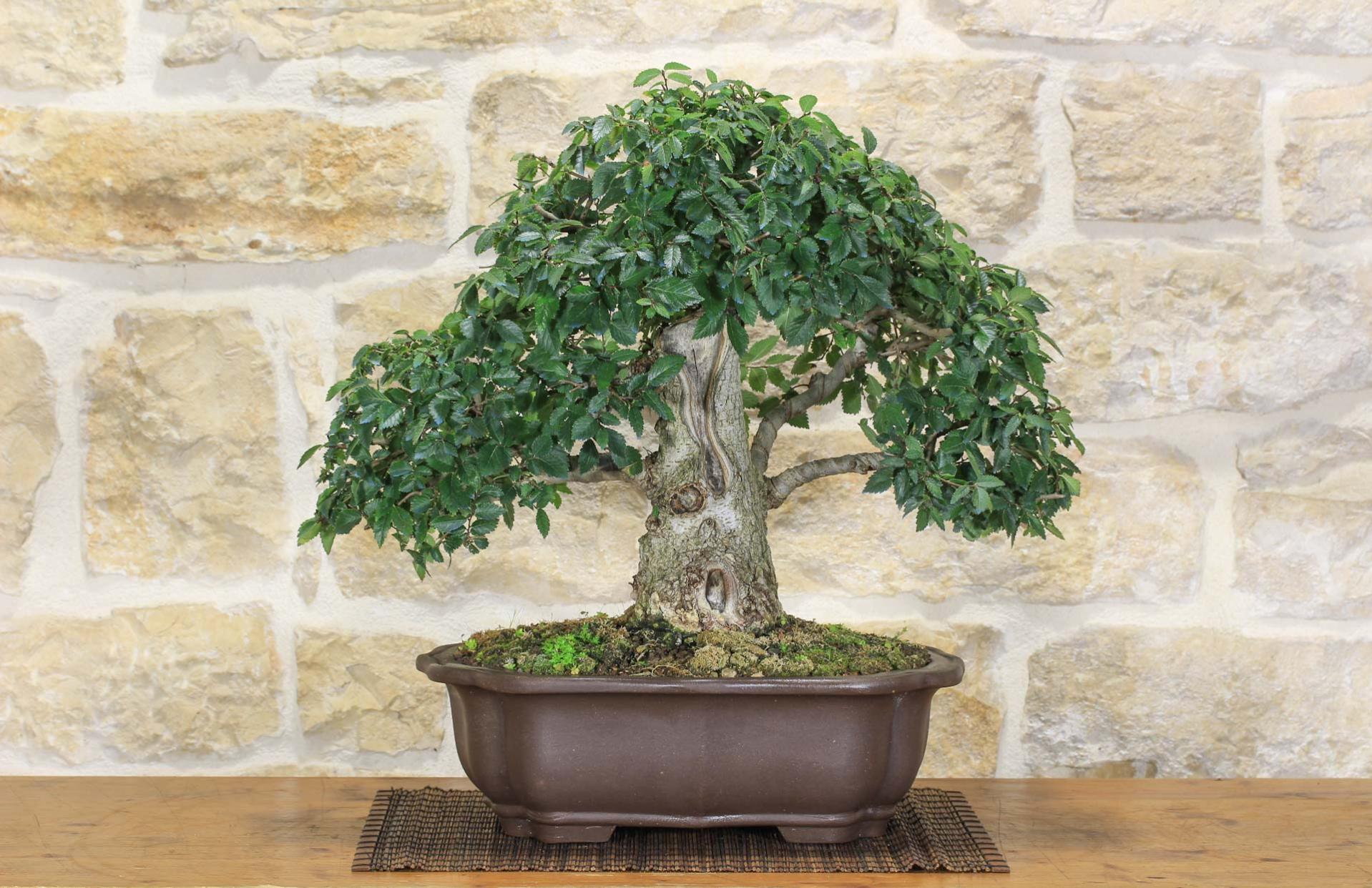 Bonsai Di Olmo A Forma Di Palla In Vaso Quadrato Bianco, 15 Cm - Pianta Vera Da Interno - 4