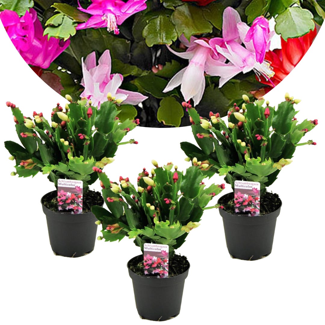 Schlumbergera Tricolor - Set de 3 cactus de Noël - Pot 9cm - Hauteur  15-25cm