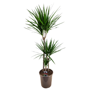 Dracaena Fragrans - 'Hawaiian Sunshine' - 24cm Pot - Altura 130-140cm