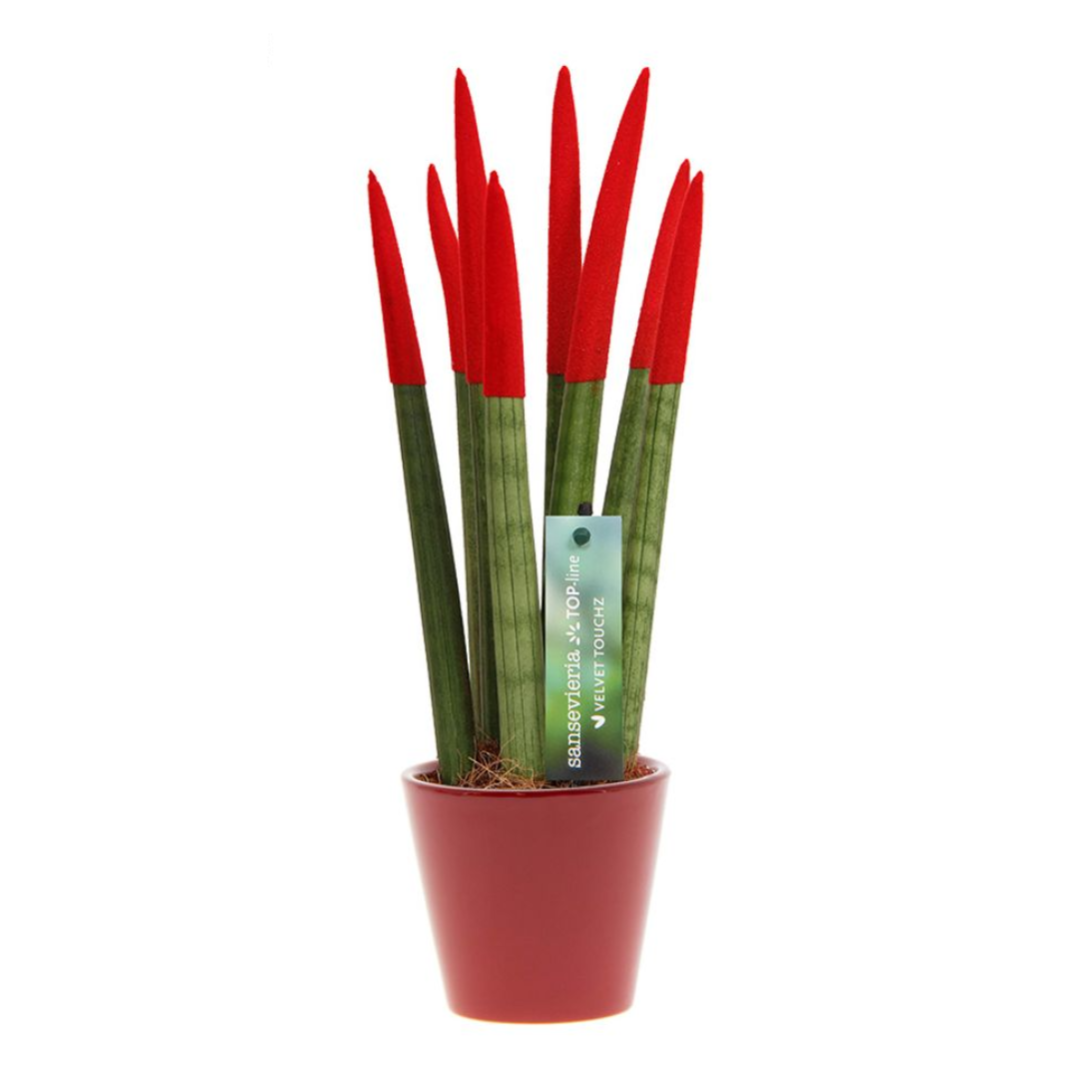 POWERS TO FLOWERS - SANSEVERIA CILINDRICA COLOR LIFE ROSSO e NERA, Altezza 25/30cm, piante vere - Powers to flowers - piante e fiori