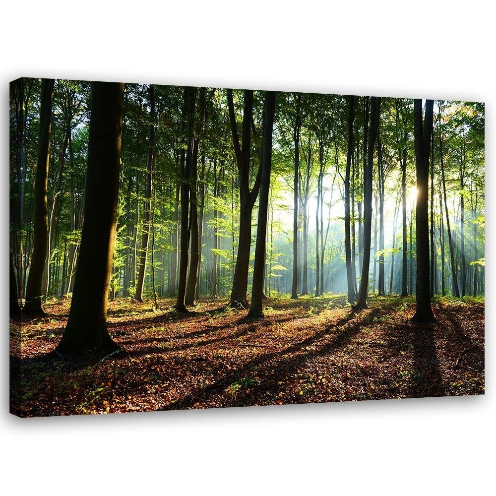 Stampa Su Tela Foresta Sole Moderna 60x40 cm XXL Quadri Moderni Decorazione  murale per soggiorno camera da letto cucina pronta da appendere