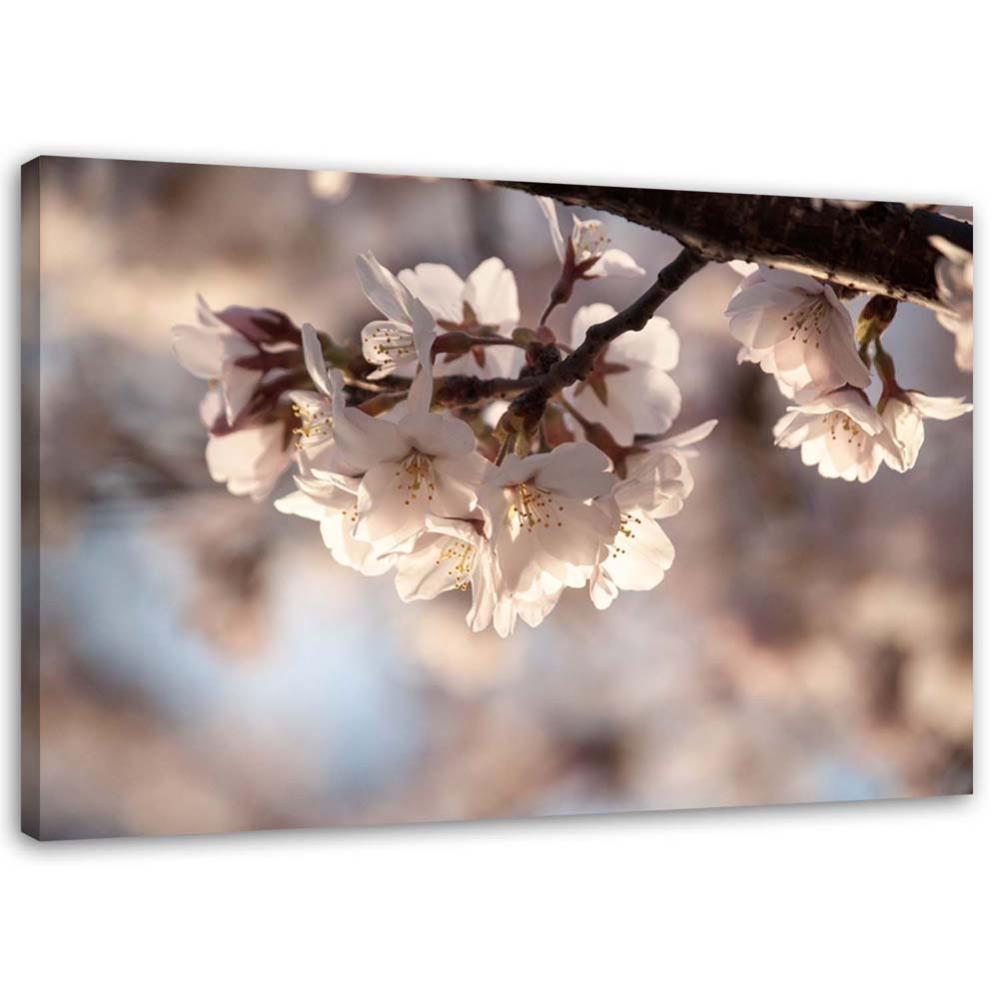 Dipinto Di Ciliegio In Fiore Su Tela Quadro Su Tela Fiori Di Ciliegio Dipinto Di Ciliegio In Fiore Su Tela Quadro Su Tela Fiori Di Ciliegio