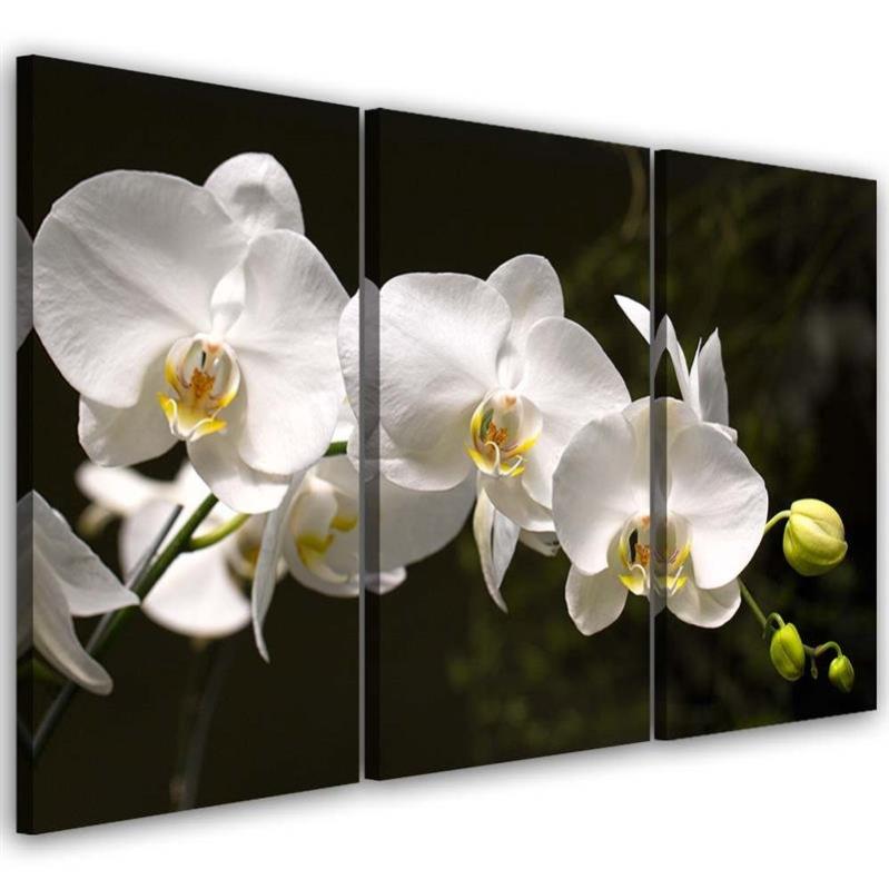 Quadro su tela, Fiore di orchidea blu - 60x40