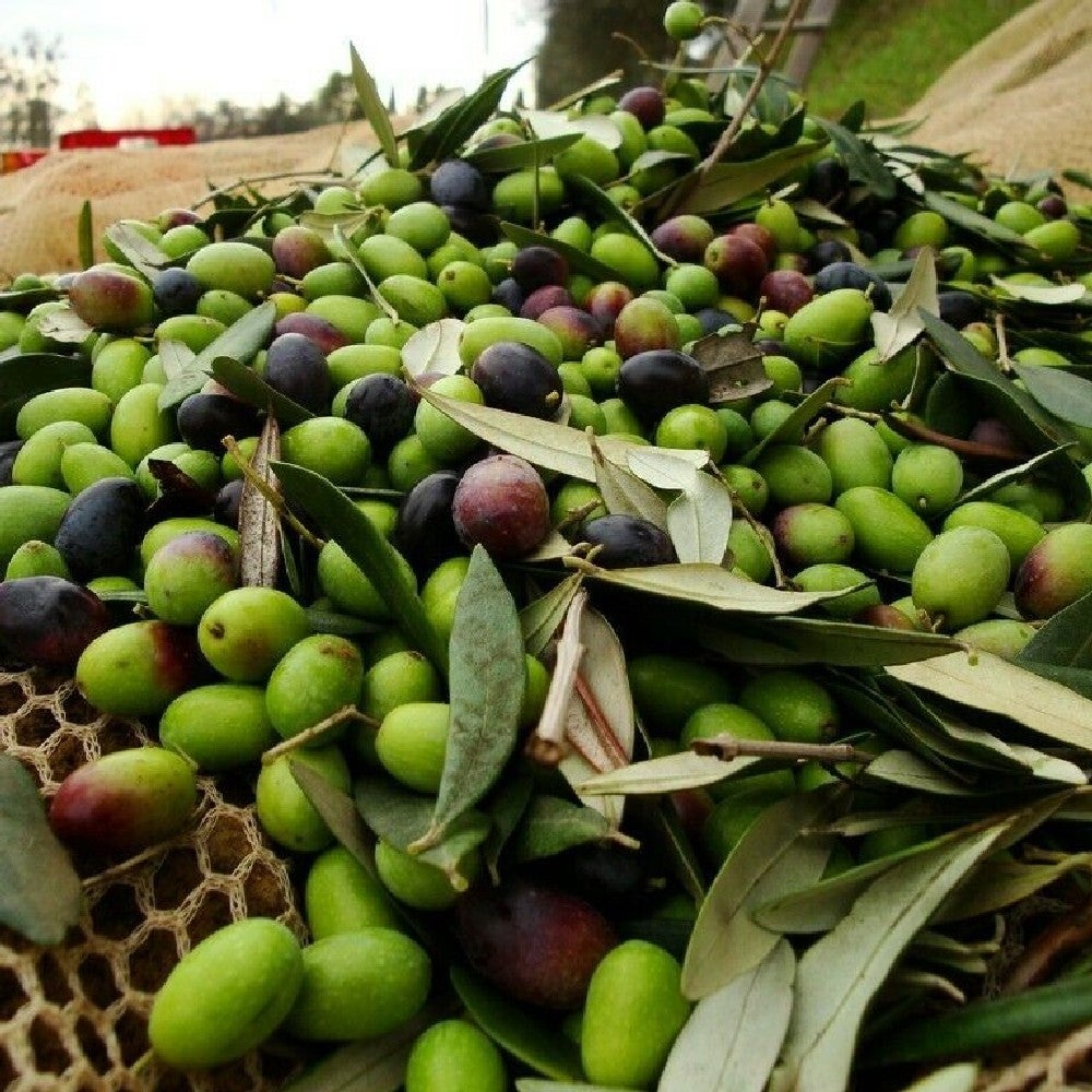 Pianta Albero di OLIVO da olio MORESCA oliva ulivo H100/130 CM