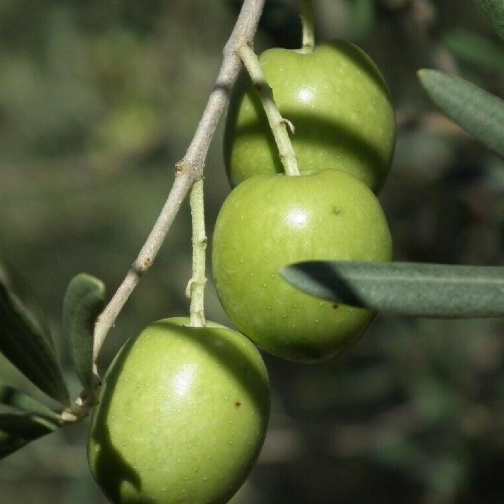 Nocellara Del Belice - Vivai Spinelli - La Frutta Che Verrà - Foto 9