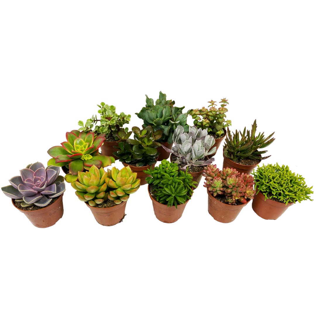 Plant in a Box - Miscela di Mini Succulente - Miscela di 12 Pezzi di  Succulente - Piante Vere - Decorative e Facili da Curare - Vaso 5,5 cm -  Altezza
