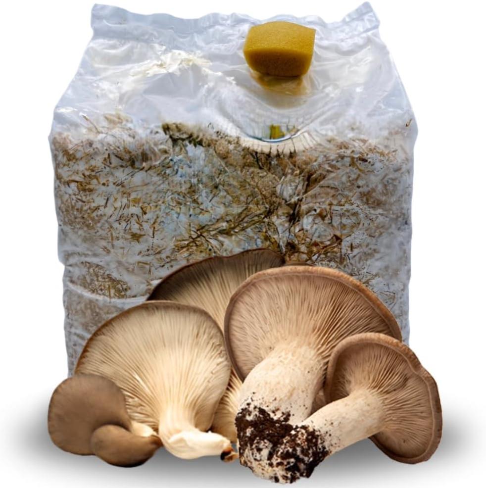 Kit de culture de champignons Cardoncelli, Pleutorus Eryngii, Acquaverde,  champignon Murgia des Pouilles, mycélium sélectionné de premier choix