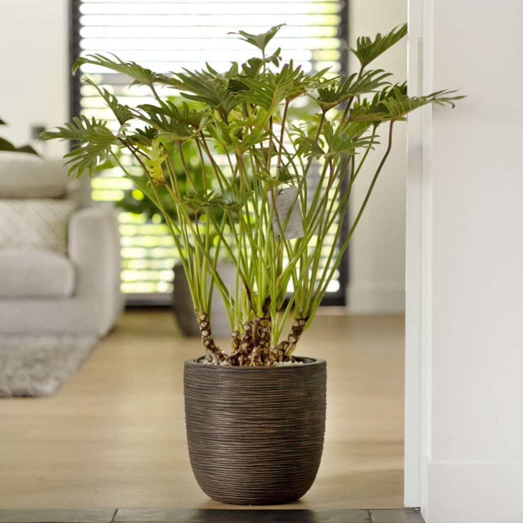 Northern Vaso da fiori Oasis, medio, marrone scuro | Finnish Design Shop