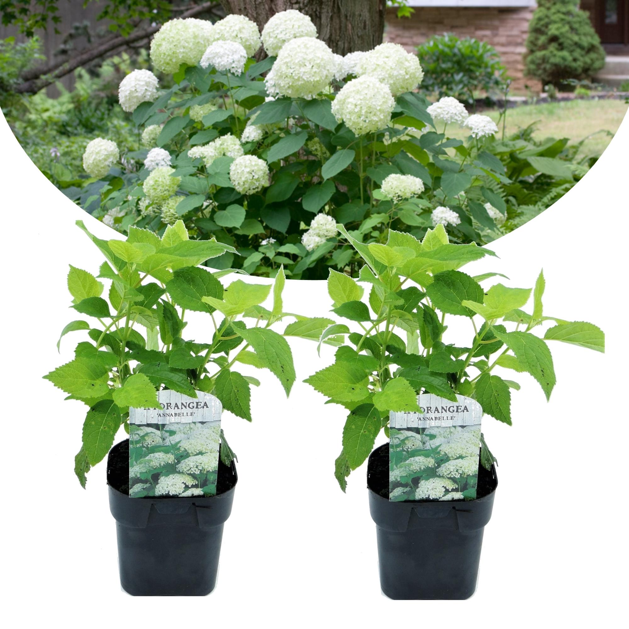 Hydrangea arborescens Annabelle Hortensia Juego de 2 17cm