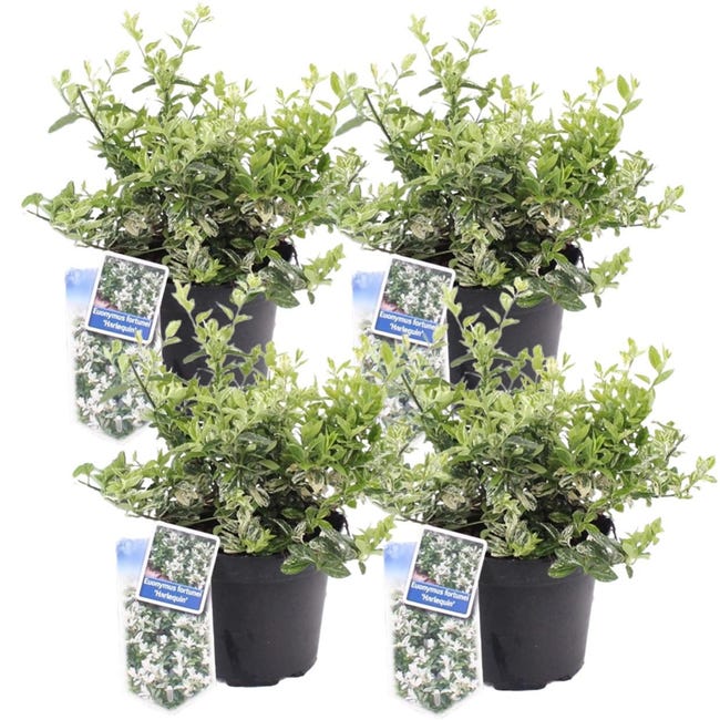 1 x Ceanothus 'Autumnal Blue' arbusto sempreverde resistente da giardino in vaso 1 x Ceanothus 'Autumnal Blue' arbusto sempreverde resistente da giardino in vaso