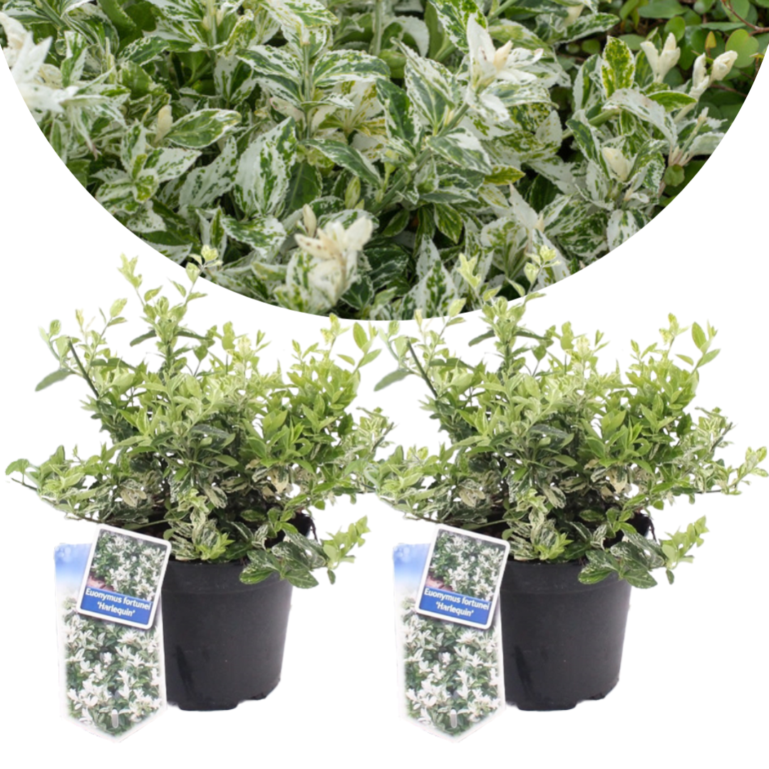 Composto Biologico Per Piante In Vaso - Terreno A Base Di Lolla Di Riso - Sachihome (25g-500g)
