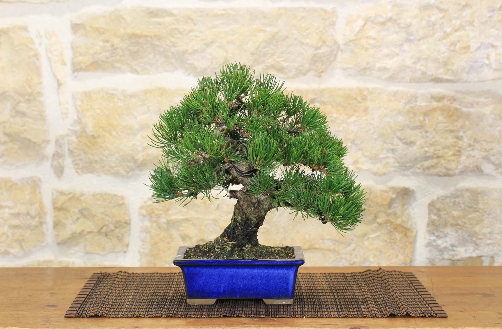 Mini Piante Bonsai Di Pino In Resina Per Casa Delle Bambole &ndash; Scala 1:12 (2 Pezzi)