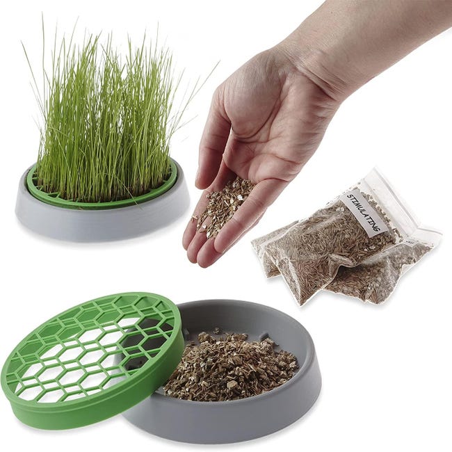 R&R SHOP - Kit Herbe à Chat Double Graines - Pot de Germination, 2 types d' herbe à Chat, Stimulante et Digestive, 4 Sachets de Graines et Substrat