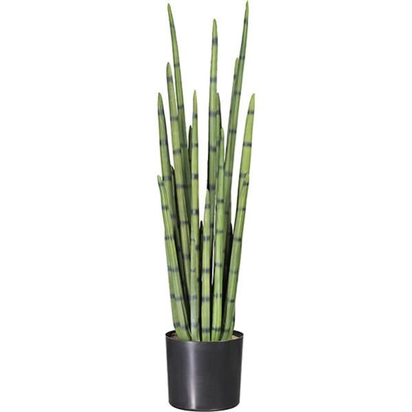 SANSEVERIA CILINDRICA VELLUTATA VASO 8.5