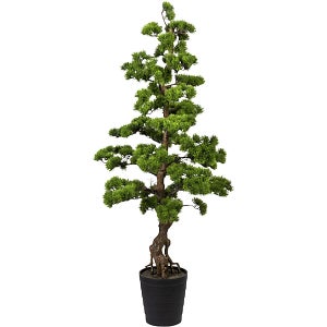 Mirto bonsai: alt. x largh. ca. 400 x 400 mm