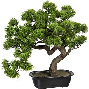 Vasi per bonsai: I migliori in plastica, ceramica e legno con prezzi e  opinioni - MigliorUtensile