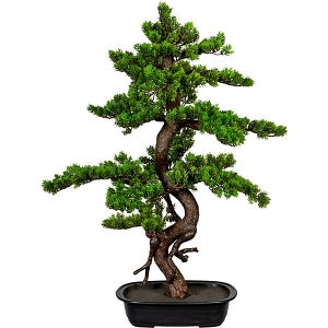 Vasi per bonsai: I migliori in plastica, ceramica e legno con prezzi e  opinioni - MigliorUtensile