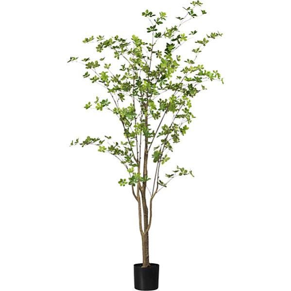 MODELLINO ALBERI PALMA foresta pluviale scenario scala albero modalità costruzione palma da MODELLINO ALBERI PALMA foresta pluviale scenario scala albero modalità costruzione palma da