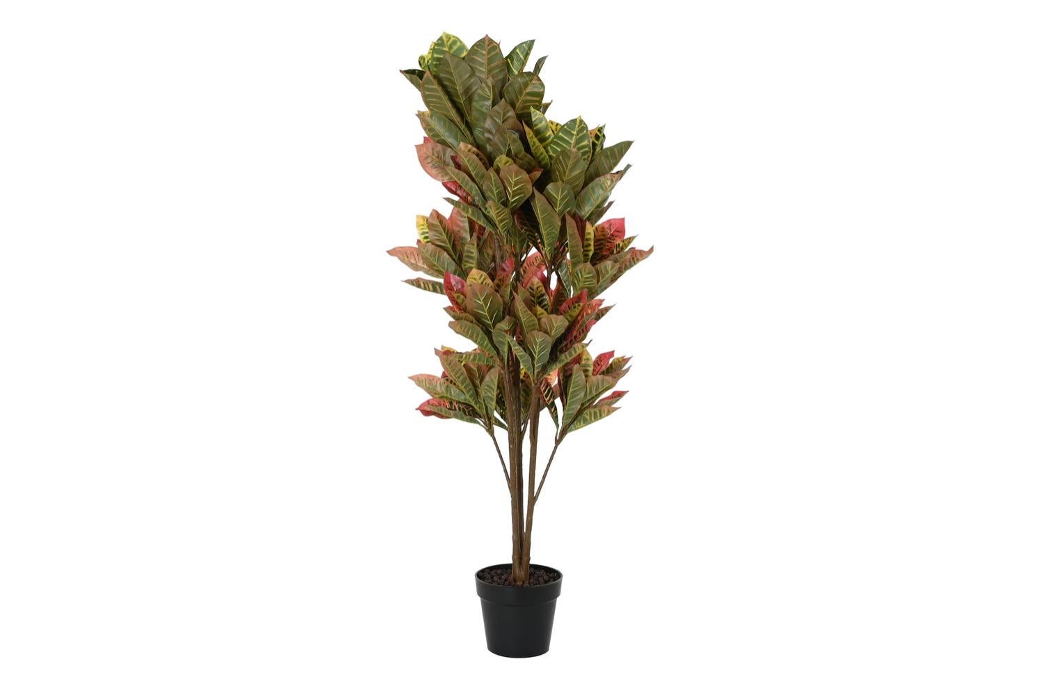 CROTON CALIFORNIA GIANT VERDE GIALLO H 150 Cm - PIANTA SEMINATURALE | COMPOSIZIONI VASI E PIANTE