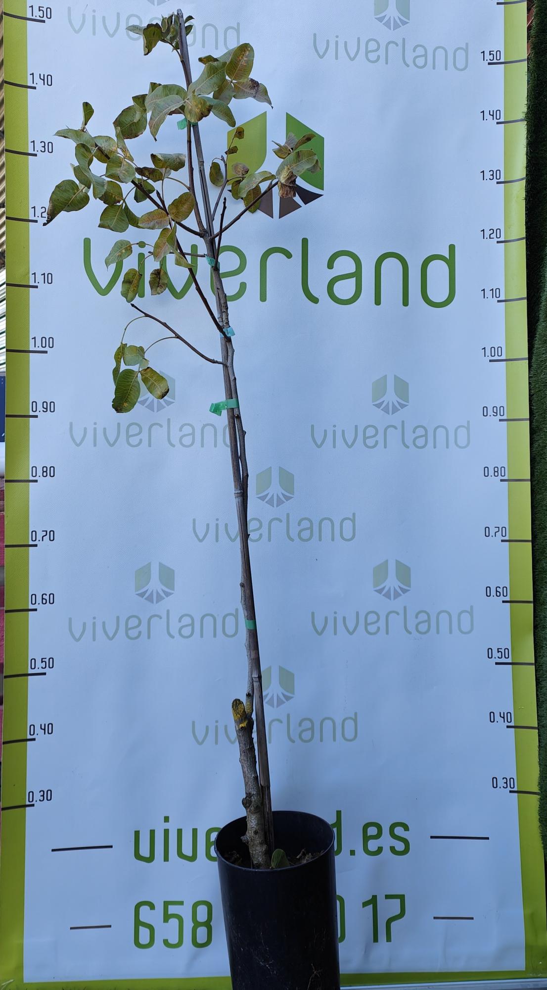 TRIO PLANTAS DE PISTACHOS Leroy Merlin