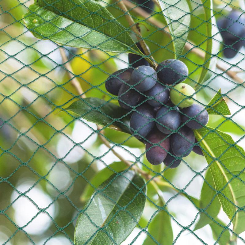 Rete Antinsetto E Antiuccello In Polietilene – 4 X 8 M, Maglia Fine 0,6-2 Mm – Protezione Per Orto, Fiori E Piante Da Frutto