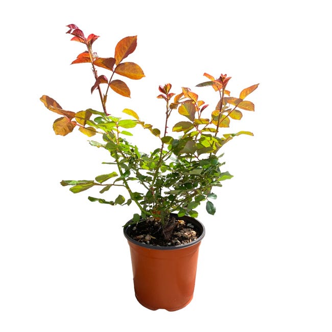 Pianta di Lavanda angustifolia in vaso da 14cm, altezza 35-40cm