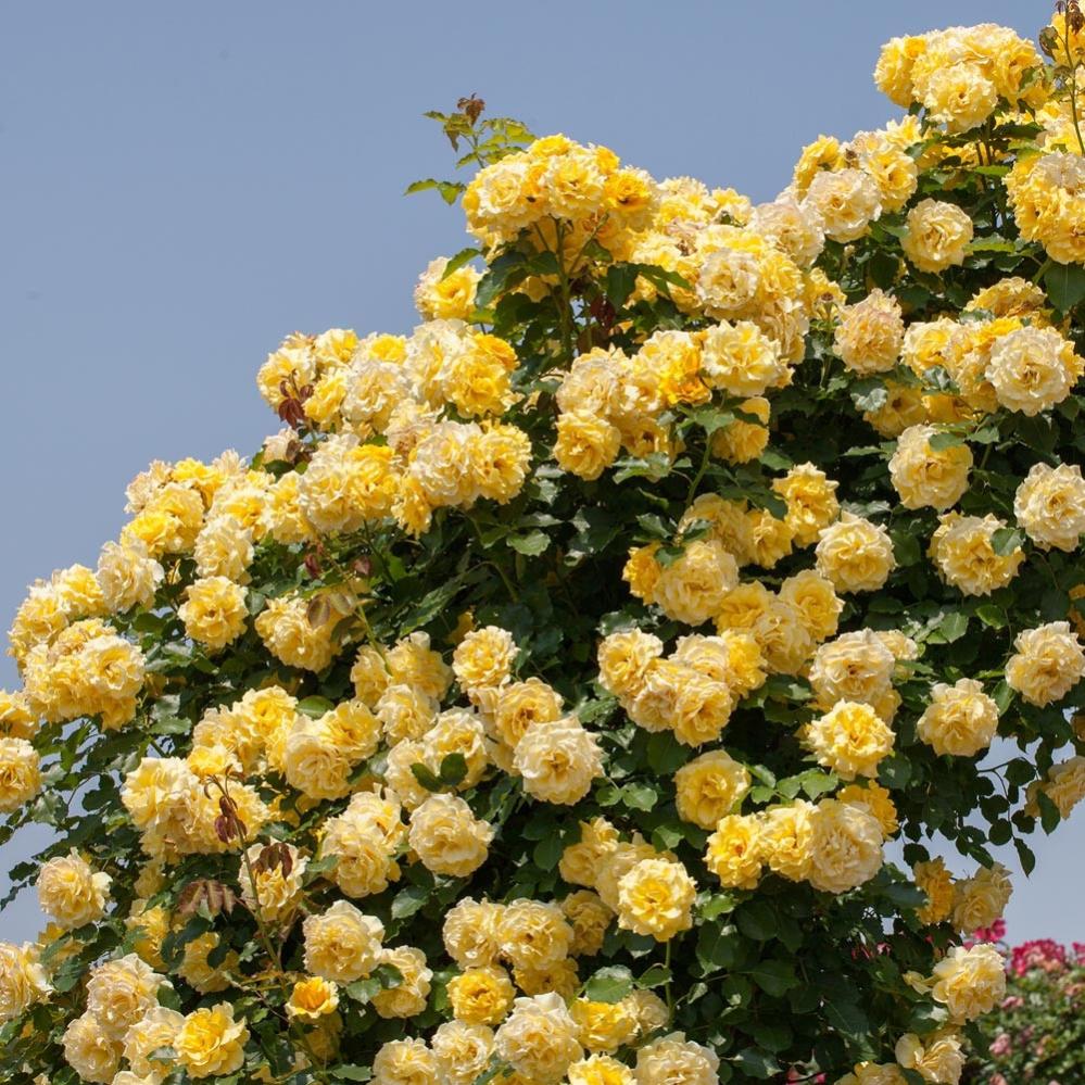 Pianta di ROSA BREVETTATA RIMOSA ® RAMPICANTE GIALLA limone MEILLAND ...