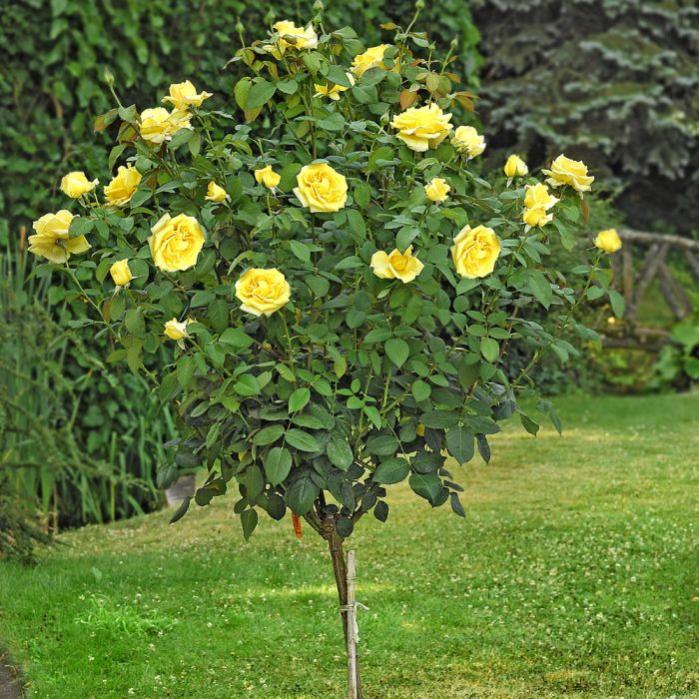Rosa Oriental Peace Meilland - Alberello In Vaso 20cm, Fiori Gialli E Rossi | Rifiorente, Certificata - Foto 10