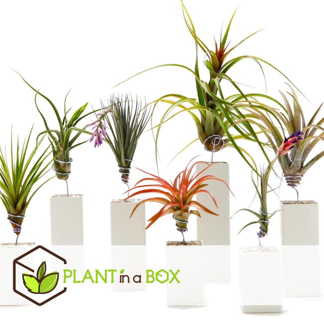Plant in a Box - Miscela di piante di Tillandsia - Set di 24