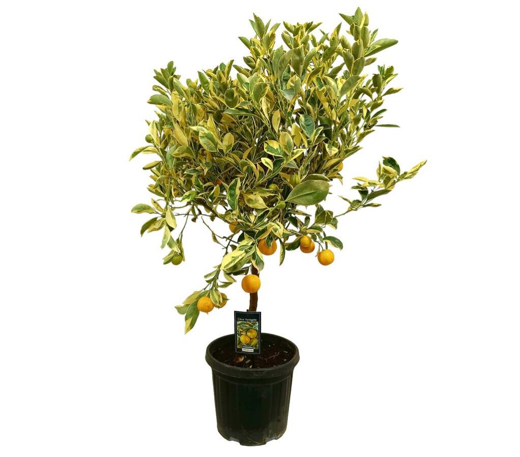 CALAMONDIN VARIEGATA M22 80CM | Leroy Merlin