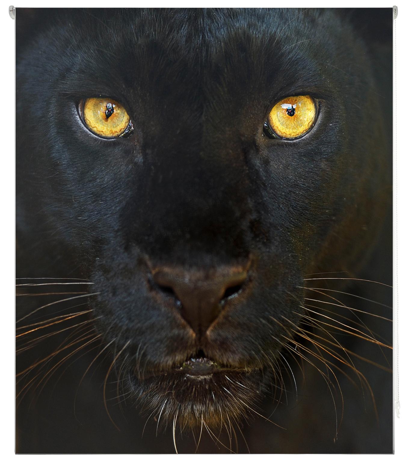 Estoralis   estores personalizados easyfix animales   100 x 150 cm (ancho por alto) tamaño de tela 97 x 150 cm   modelo a-124 color unico