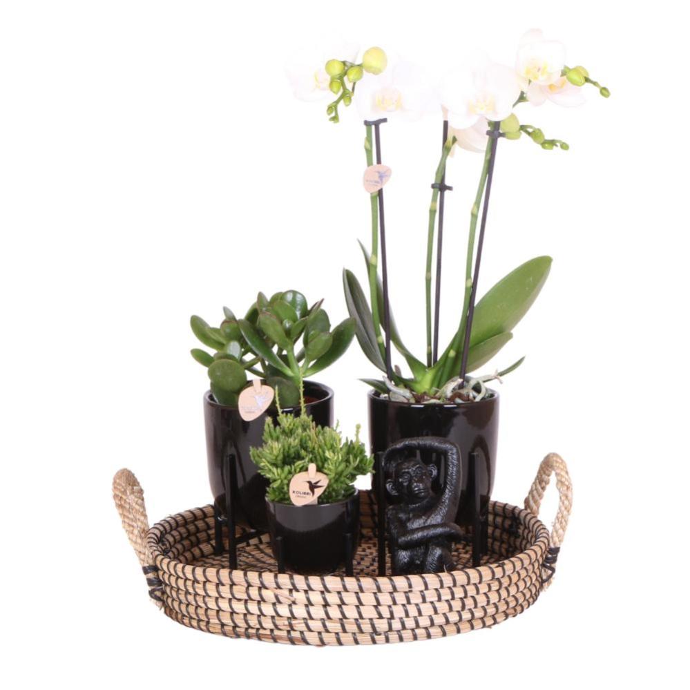 Ensemble de plantes complet Home Hub Plantes vertes avec orchidée