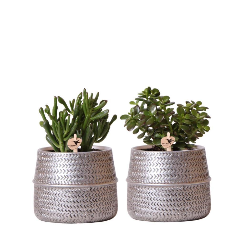 Ensemble 5 Cactus Et Plantes Grasses GardenersDream – Plantes Succulentes Naturelles – Pour Maison Et Bureau