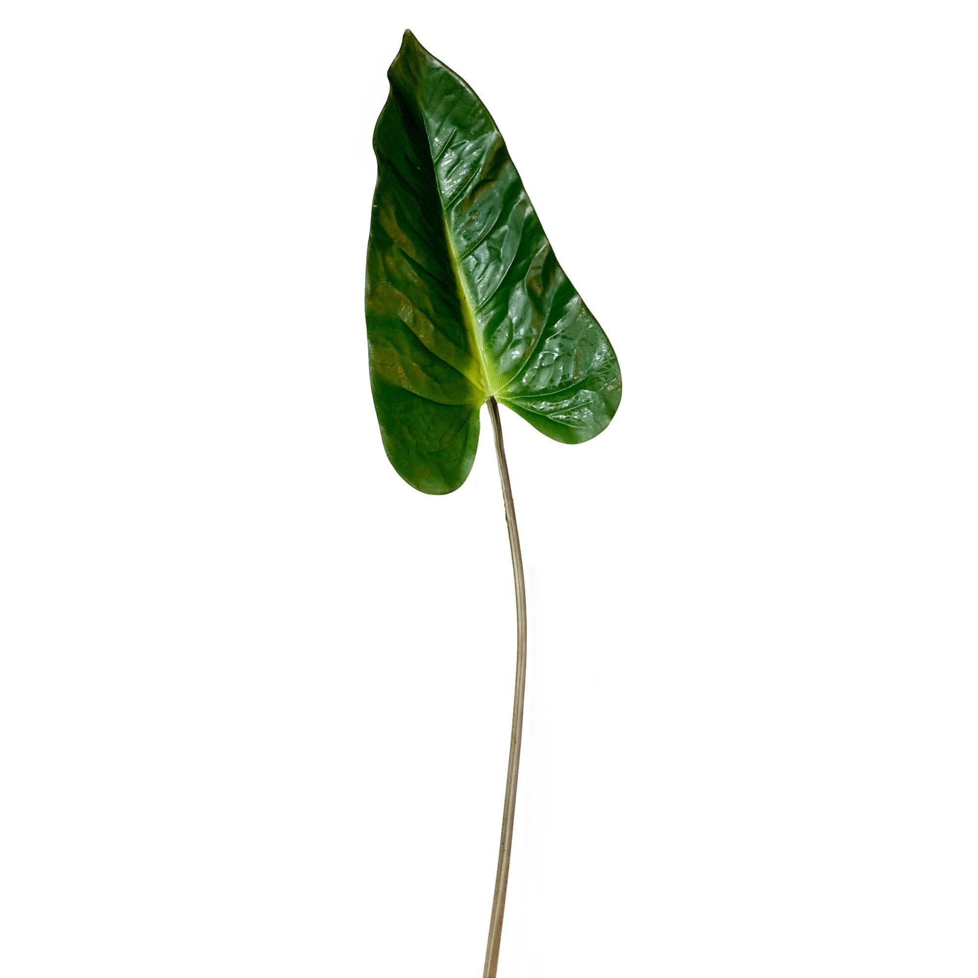 Foglia artificiale di anturio NORMAN, verde, 110cm