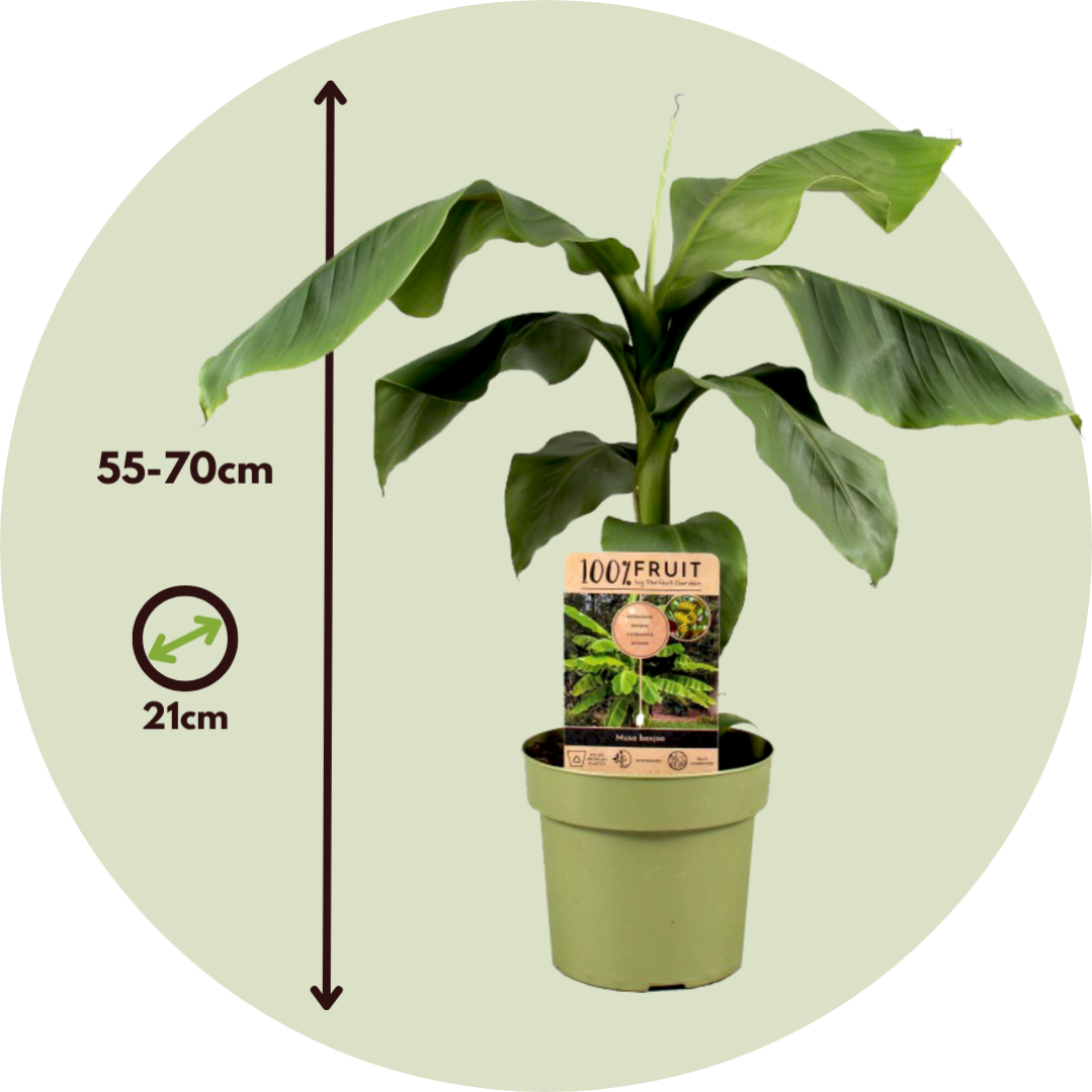 Musa Basjoo - Set de 2 - Plantas de plátano resistentes - ⌀21cm - Altura 55-70cm