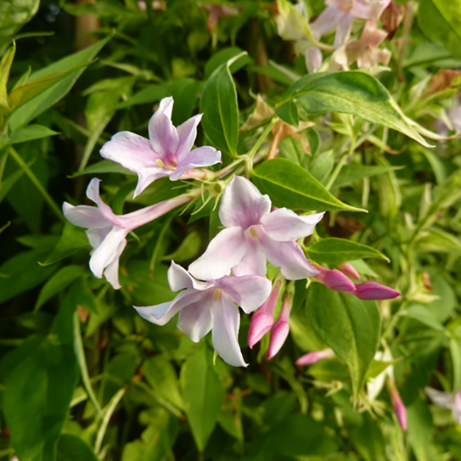 Jasmin de Saint-Étienne - jasminum stephanense 3L | Leroy Merlin