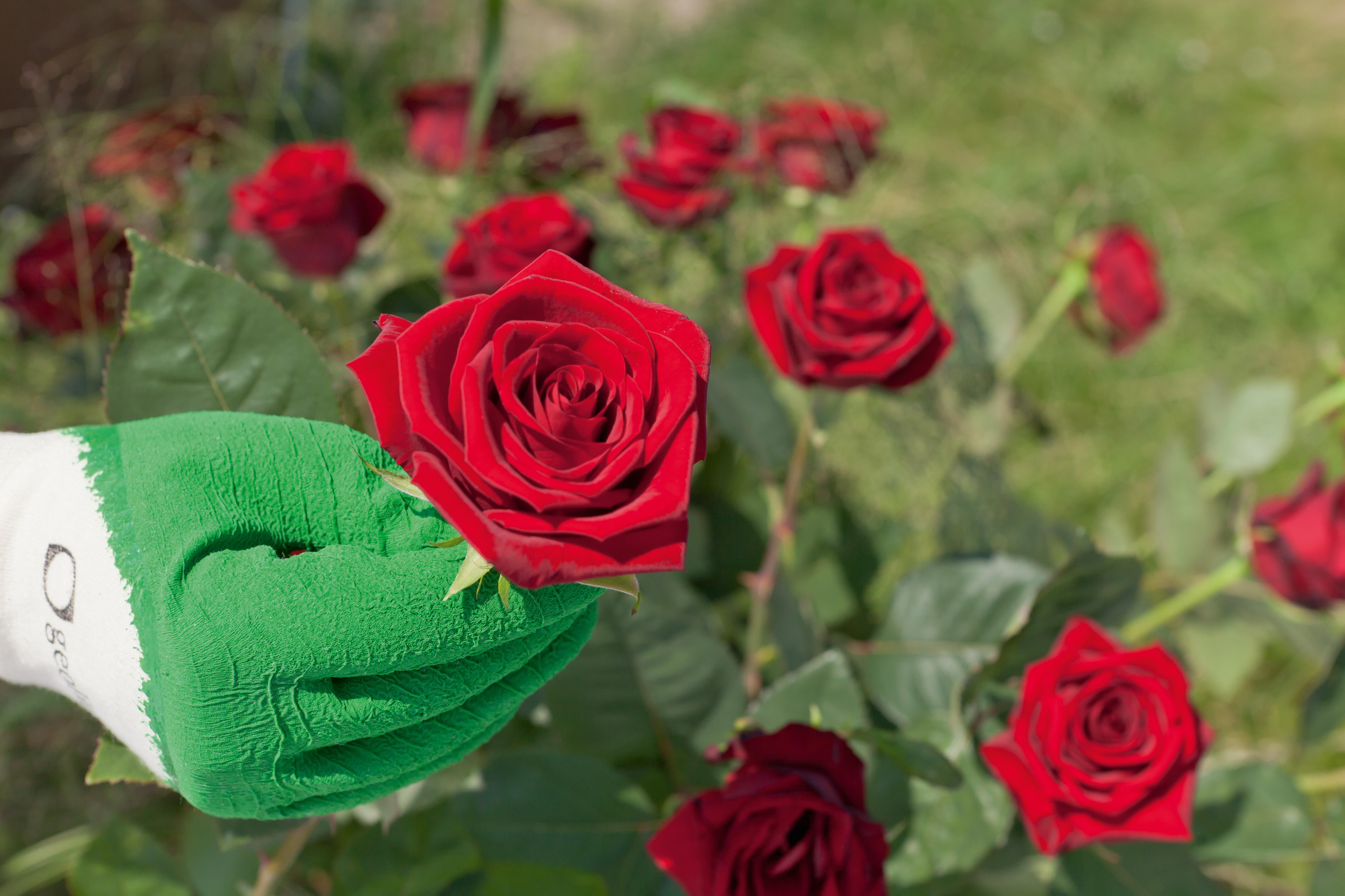 Gants rosier GEOLIA, taille 9 / L - 6